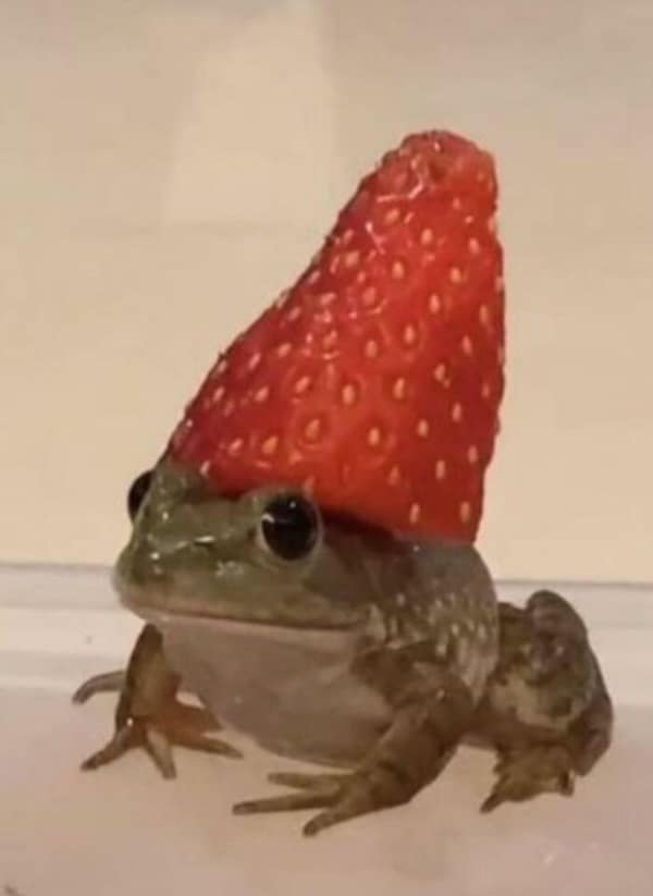 frog memes, cute frog pics, Frog photos, frog pics