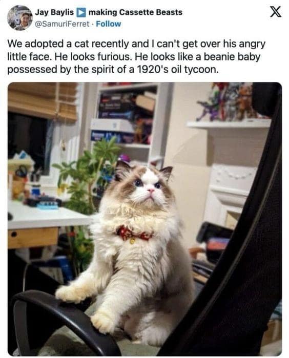 We adopted a cat recently and I can't get over his angry little face. He looks furious. He looks like a beanie baby possessed by the spirit of a 1920's oil tycoon.