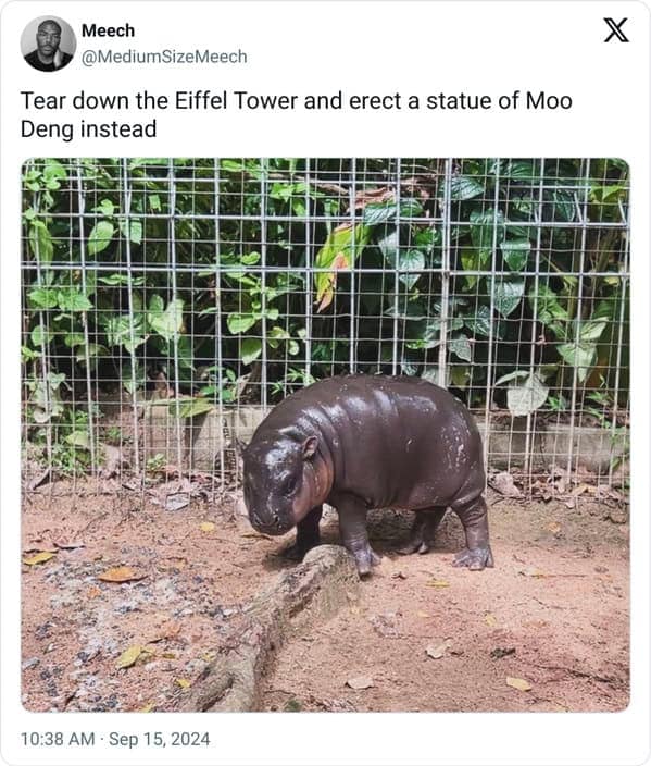 Moo deng memes, moo deng, Pygmy hippo memes