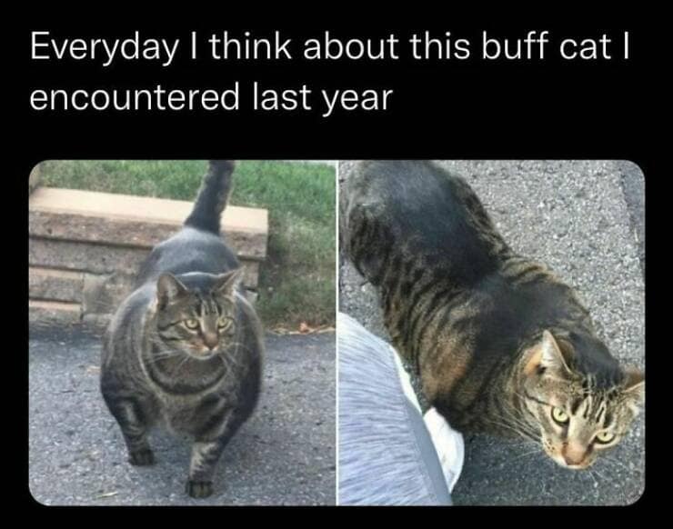 workout memes, gym memes, fitness humor, gym jokes, exercise laughter, exercise memes, fitness funnies, workout humor
