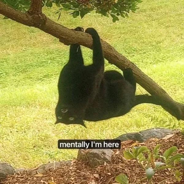 meme dump, funny memes, hilarious memes, Saturday memes, viral internet memes, internet humor, trending memes, laugh-out-loud memes