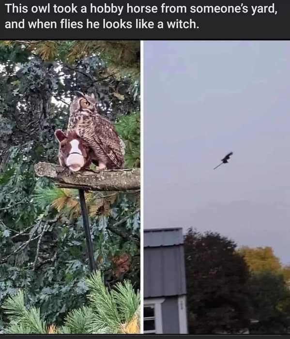 witch memes, witchy memes, witchcraft memes, magic memes, witch jokes, Halloween fun, magical memes