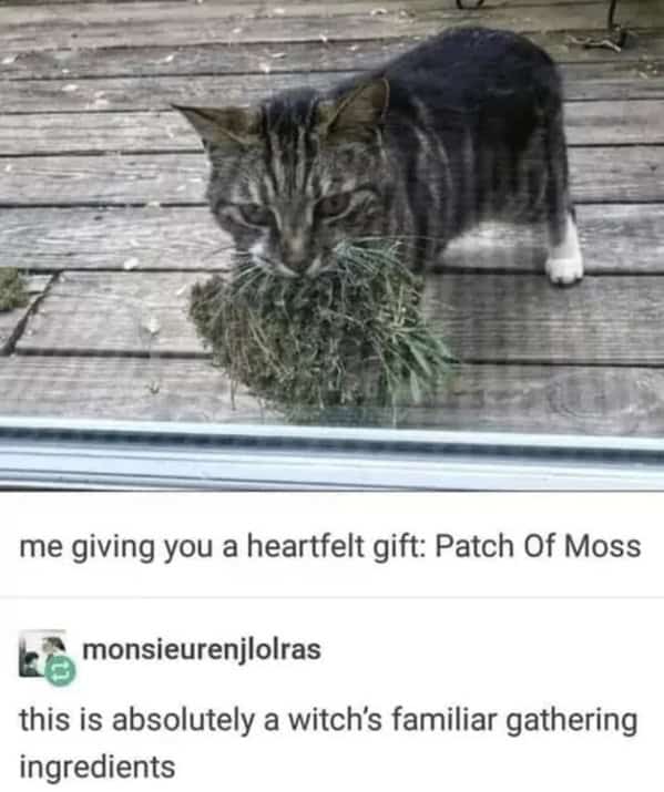 witch memes, witchy memes, witchcraft memes, magic memes, witch jokes, Halloween fun, magical memes