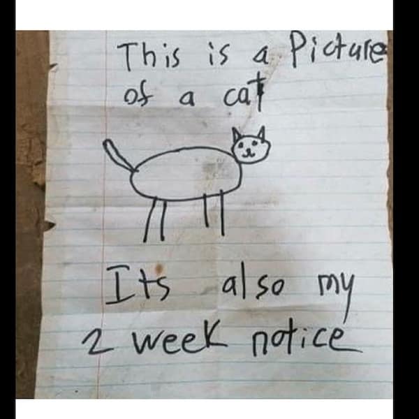 This is a Picture ot a cát Its also my 2 week notice