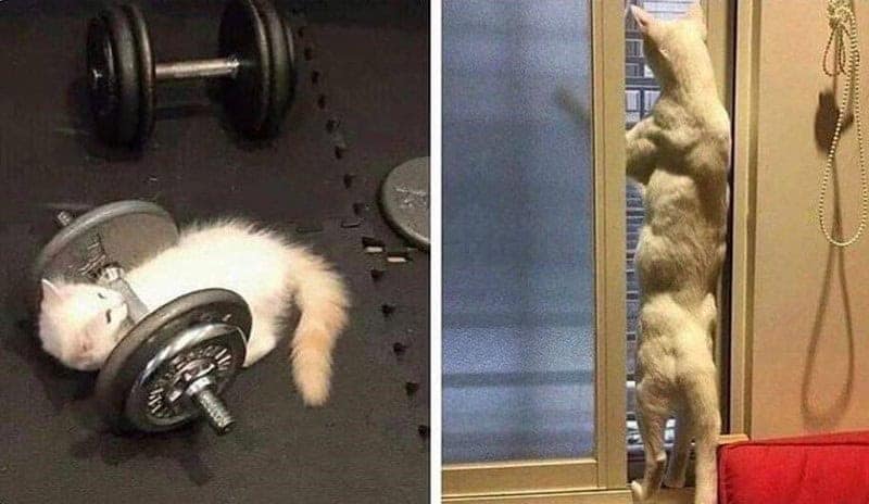 workout memes, gym memes, fitness humor, gym jokes, exercise laughter, exercise memes, fitness funnies, workout humor