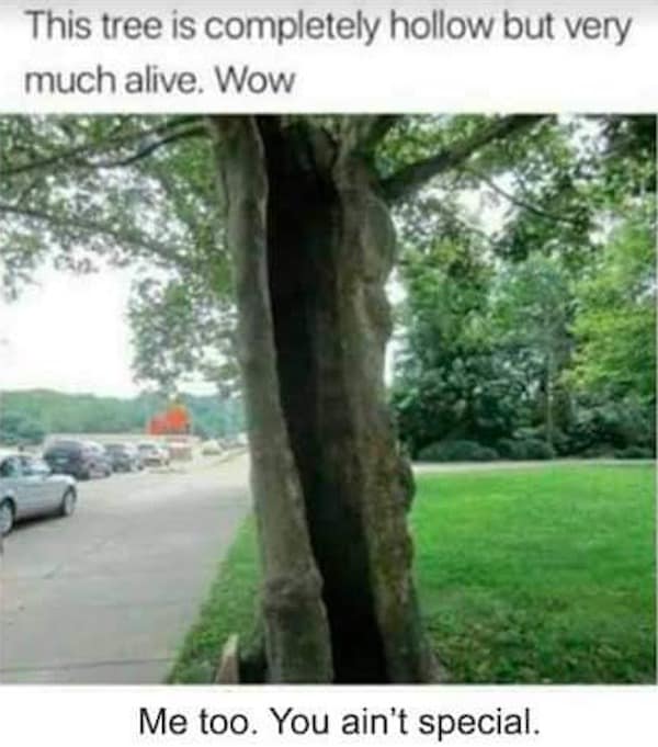This tree is completely hollow but very much alive. Wow
