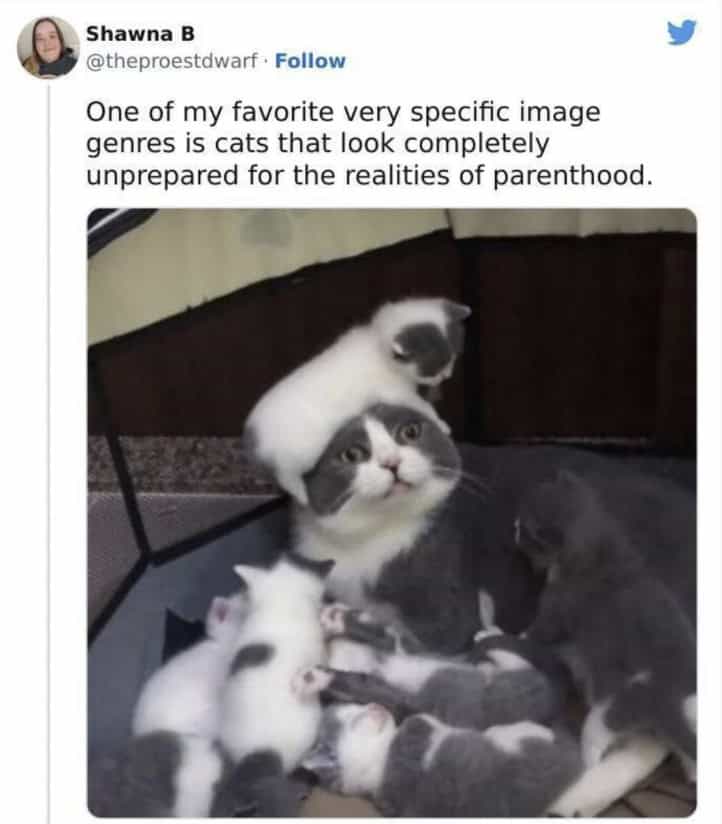 oddly specific memes, niche memes, hyper-focused comedy, niche inside jokes, targeted humor, situational humor, context-based gags, scenario-driven quips, environment-based laughs, micro-audience jokes, subculture comedy, special-interest references, weirdly relatable, oddly universal, surprising parallels, uncanny familiarity