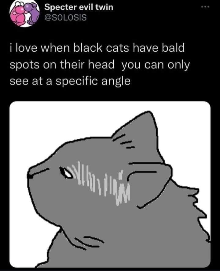 Specter evil twin @SOLOSIS ¡ love when black cats have bald spots on their head you can only see at a specific angle