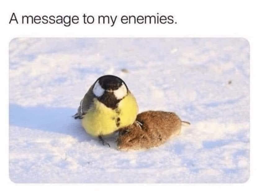 grumpy animal memes, animal memes, moody animal memes, irritated pet memes, annoyed animal memes, animal humor, funny animal pics, hilarious pet memes, wildlife memes, sarcastic memes, cynical animal memes, relatable pet humor, pet frustration memes, funny animal memes