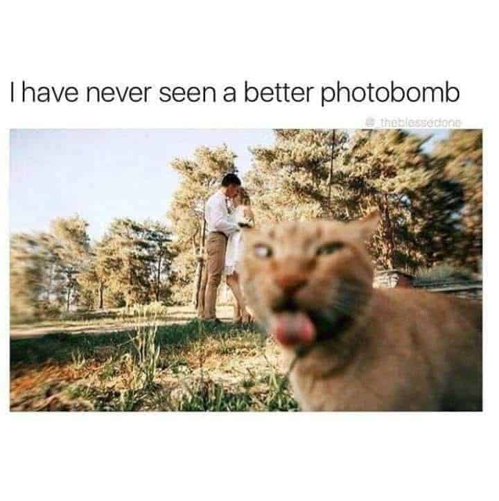 grumpy animal memes, animal memes, moody animal memes, irritated pet memes, annoyed animal memes, animal humor, funny animal pics, hilarious pet memes, wildlife memes, sarcastic memes, cynical animal memes, relatable pet humor, pet frustration memes, funny animal memes