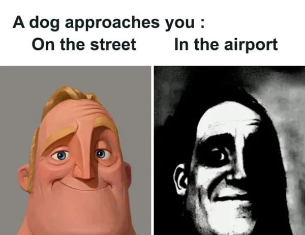 A dog approaches you : On the street In the airport