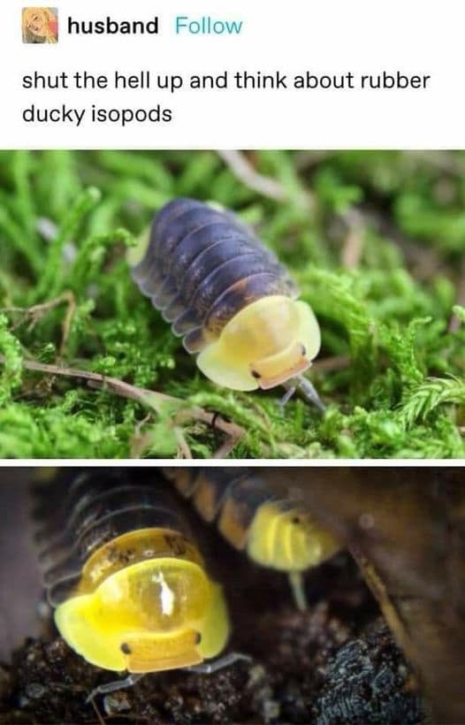 and think about rubber ducky isopods