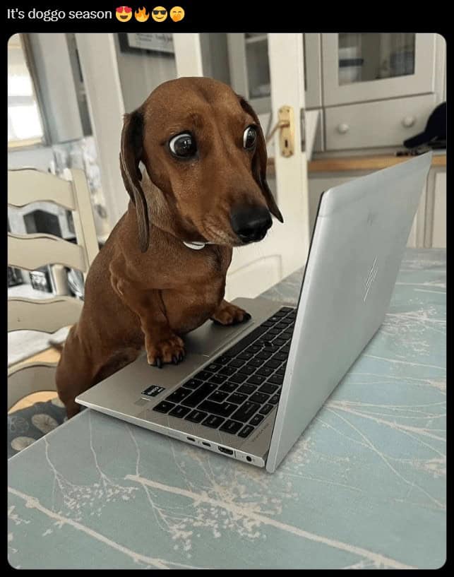 It's doggo season