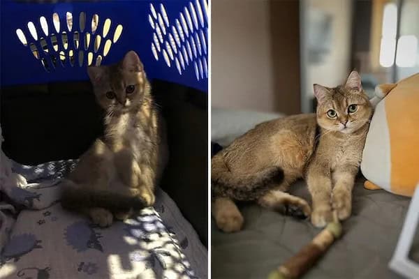 kitten vs cat, cat transformations, kitten to cat, cat transformation, kitten glow‑up, kitten growth, baby cat stage, young feline phase, cat development, feline maturity, adult cat life, cute kitten, adorable kitty, fluffy baby