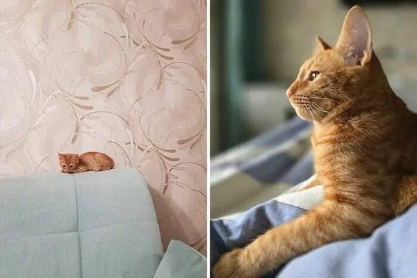 kitten vs cat, cat transformations, kitten to cat, cat transformation, kitten glow‑up, kitten growth, baby cat stage, young feline phase, cat development, feline maturity, adult cat life, cute kitten, adorable kitty, fluffy baby
