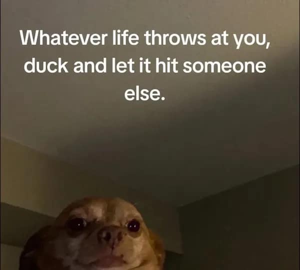 meme dump, funny memes, hilarious memes, meme collection, funny meme gallery, humor memes, funny work memes, lunch break memes, hilarious daily memes, office humor memes, midday meme relief, amusing daily pictures, dank memes, dank meme dump, memes funny, internet meme