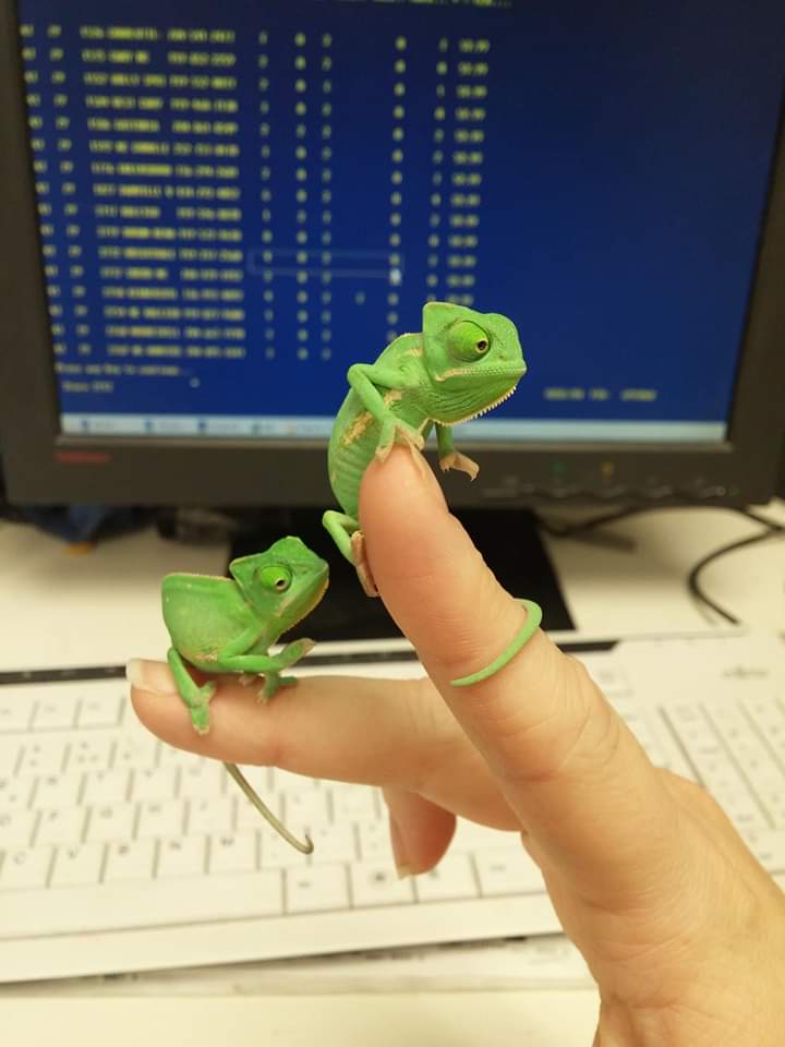 tiny animals, cute animal pics, small animals, adorable pets