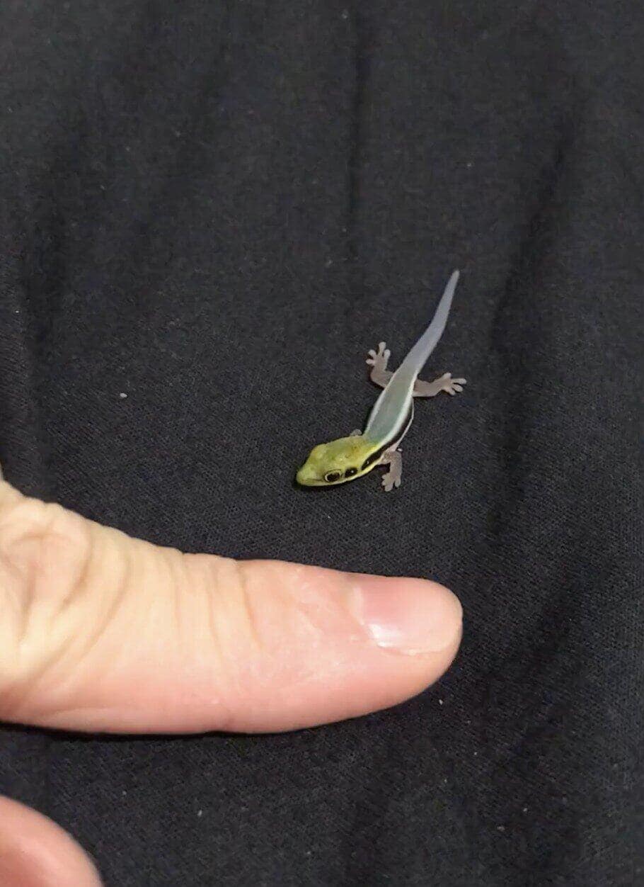 tiny animals, cute animal pics, small animals, adorable pets