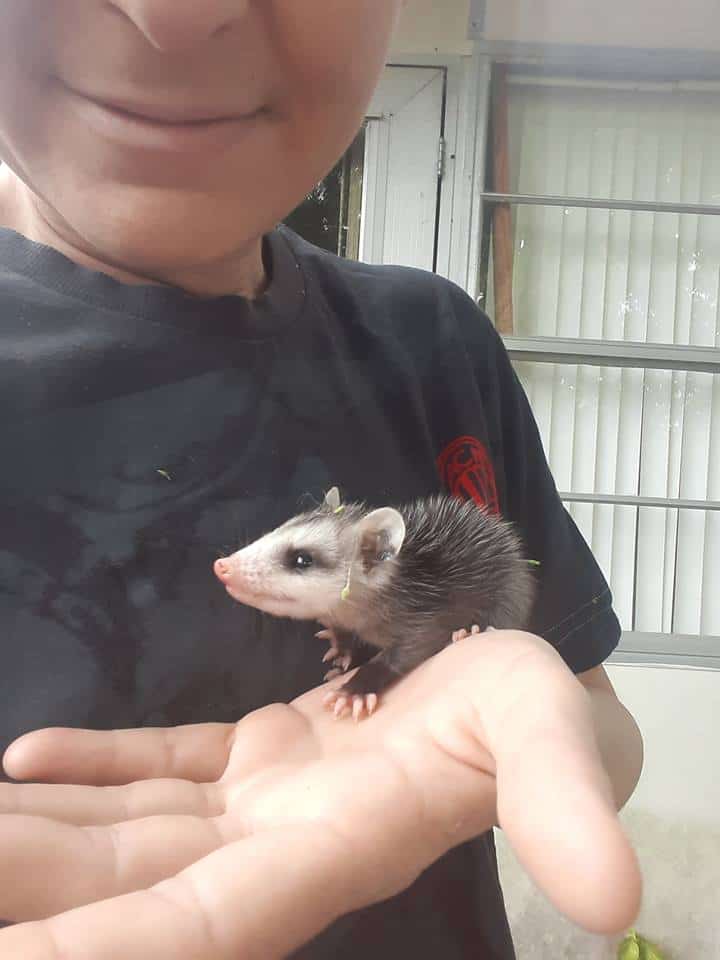 tiny animals, cute animal pics, small animals, adorable pets