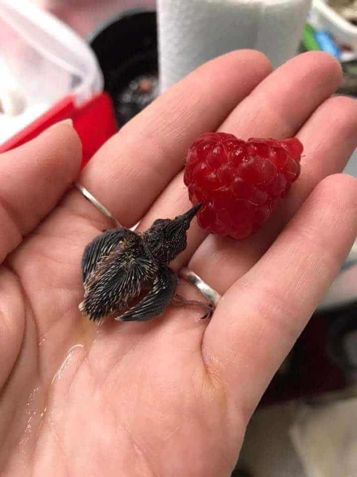 tiny animals, cute animal pics, small animals, adorable pets