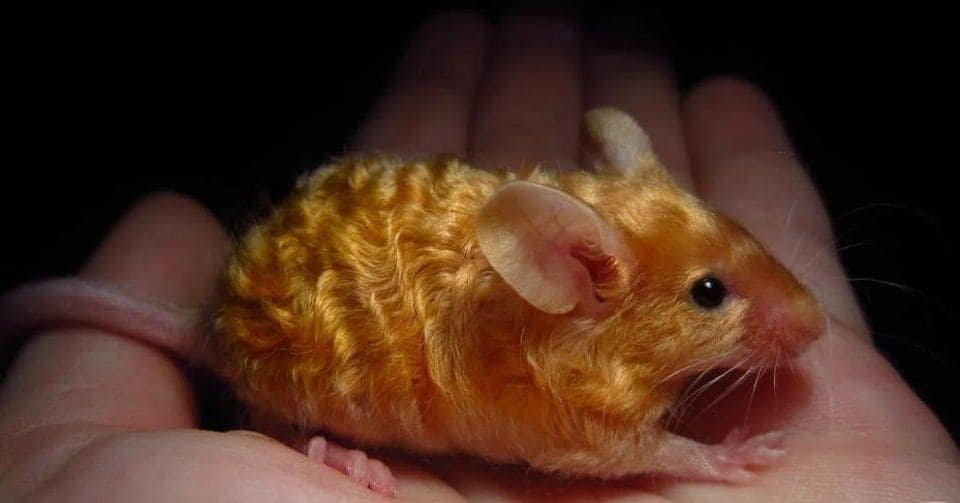 tiny animals, cute animal pics, small animals, adorable pets