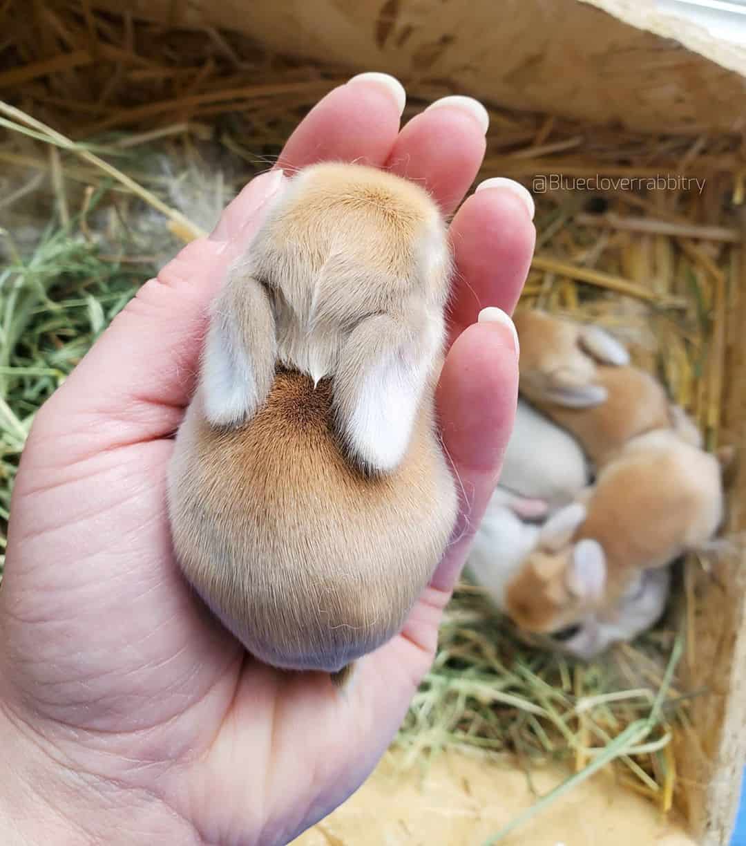 tiny animals, cute animal pics, small animals, adorable pets