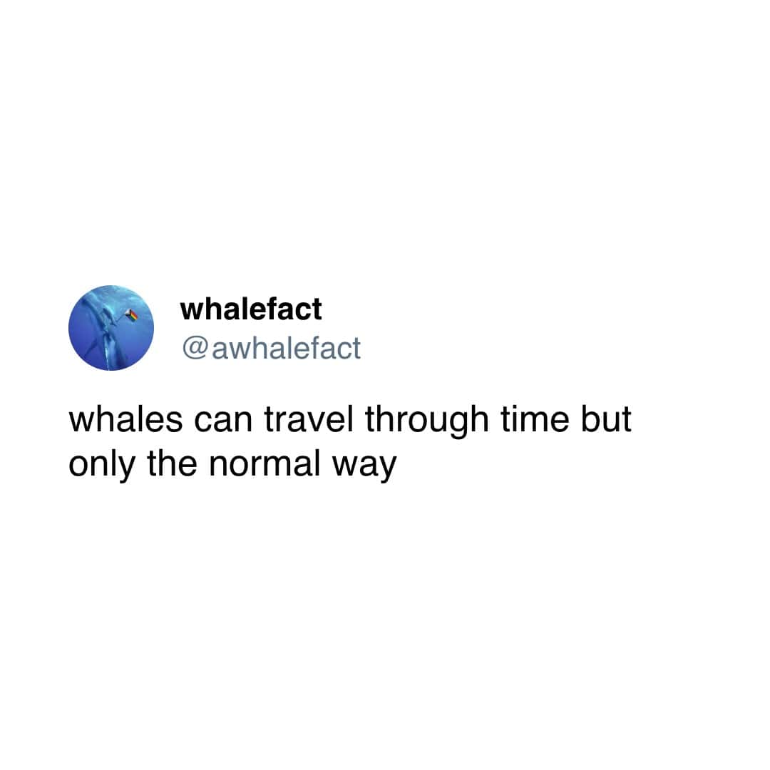 whales can travel through time but only the normal way