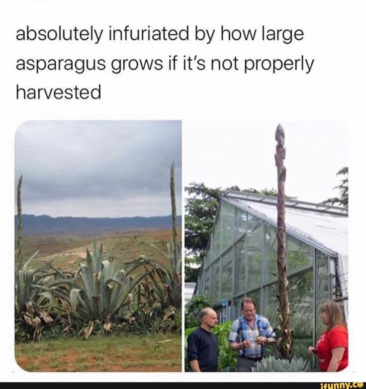 classic memes, vintage memes, viral tweets, funny memes, internet classics, meme archive, throwback memes, retro memes, iconic memes, timeless memes, legendary memes, nostalgic memes, meme history, meme collection, classic viral posts, historic memes, evergreen memes, meme revival, old memes, retro internet humor, best memes