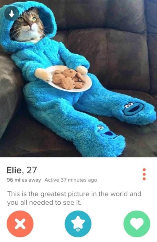 funny tinder bios, funny tinder profiles, Tinder jokes, dating memes, dating profiles, hilarious Tinder bios, clever bios, dating app jokes, Tinder humor, witty profiles, funny dating lines, dating app memes, profile jokes, swipe memes, online dating humor, bio ideas, joke bios