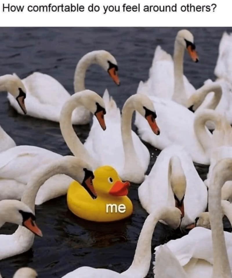 introvert memes, social anxiety memes, funny introvert memes, antisocial memes, shy memes, quiet person memes, introvert jokes, socially awkward memes, stay home memes, alone time memes, crowd anxiety memes, funny isolation memes, introvert life memes, solitude memes, no small talk memes, people avoiding memes, low battery social memes, introvert humor, indoor memes, silent laugh memes