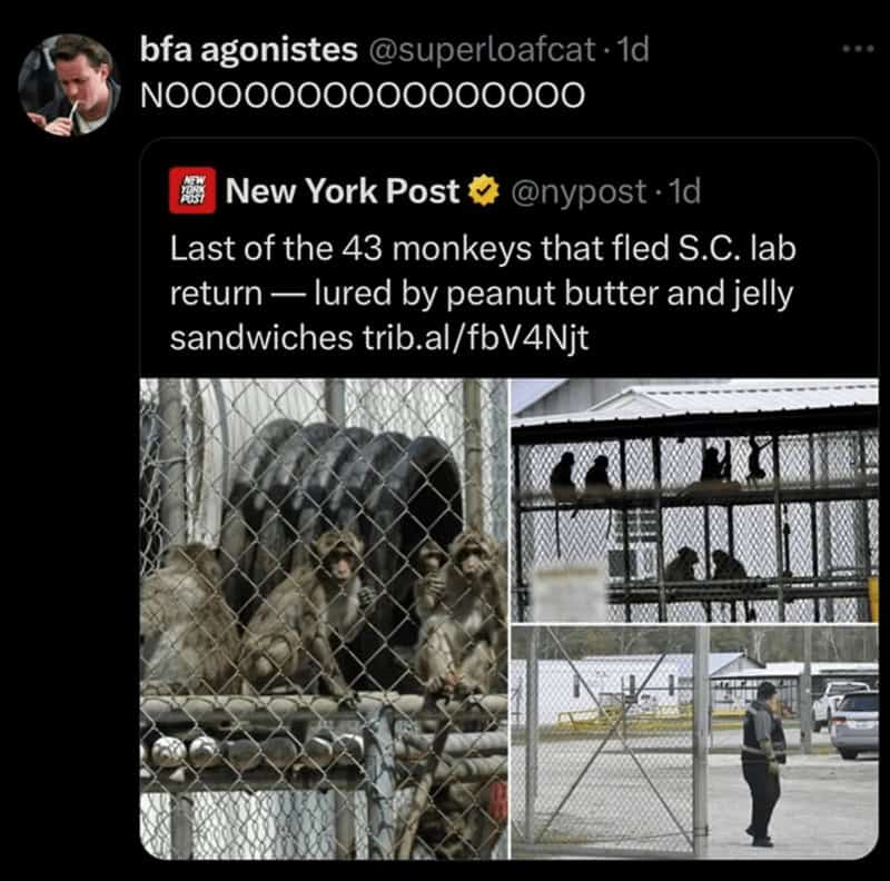 monkey meme, monkey memes, ape memes, funny animal memes, chimp memes, primate jokes, banana memes, gorilla humor, monkey jokes