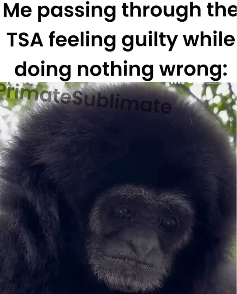 monkey meme, monkey memes, ape memes, funny animal memes, chimp memes, primate jokes, banana memes, gorilla humor, monkey jokes