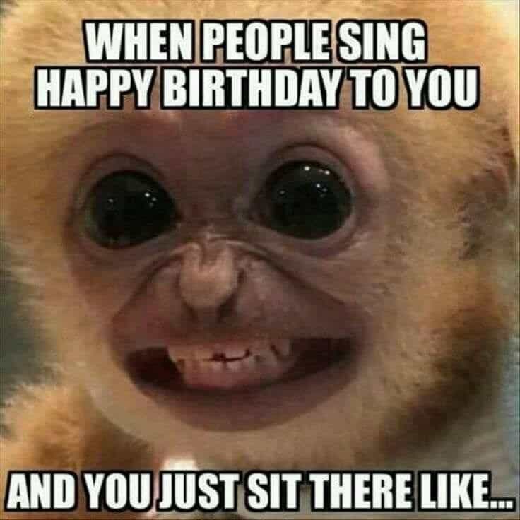 monkey meme, monkey memes, ape memes, funny animal memes, chimp memes, primate jokes, banana memes, gorilla humor, monkey jokes