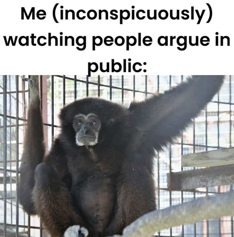 monkey meme, monkey memes, ape memes, funny animal memes, chimp memes, primate jokes, banana memes, gorilla humor, monkey jokes