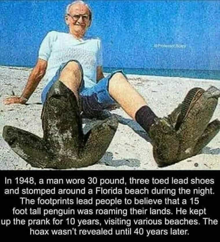 penguin meme, penguin memes, funny animal memes, cute penguin, penguin jokes, penguin humor