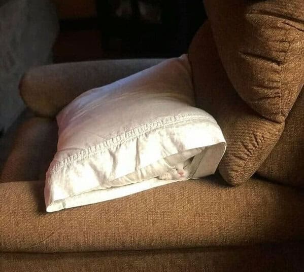 Cat hidden in white pillow like a stealthy nap ninja