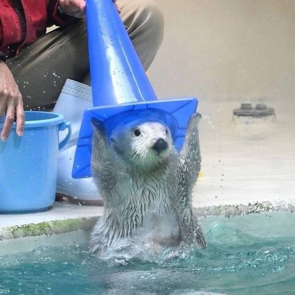 Otter wearing traffic cone like a wizard hat mid-spell