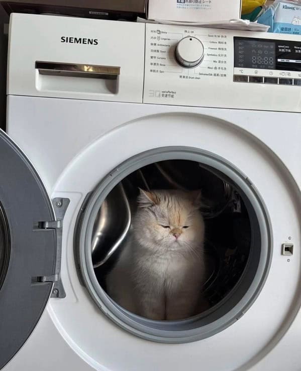 Fluffy white cat sitting inside a washing machine looking unimpressed