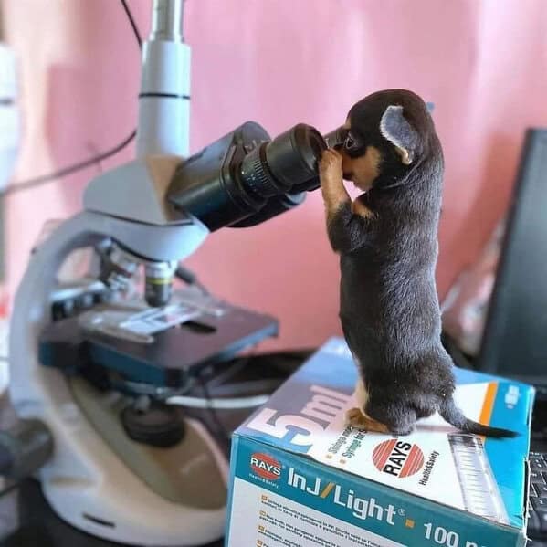 Tiny puppy using microscope like a serious little scientist