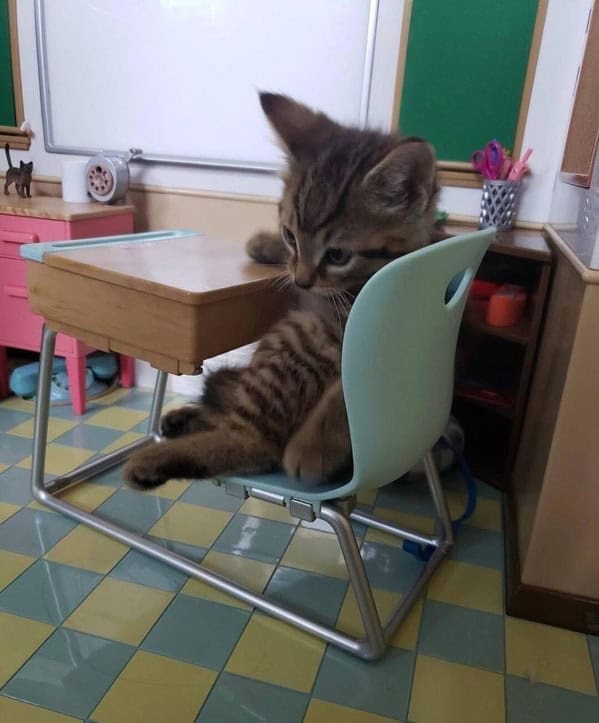 Kitten awkwardly sitting in a tiny school desk like it forgot its homework