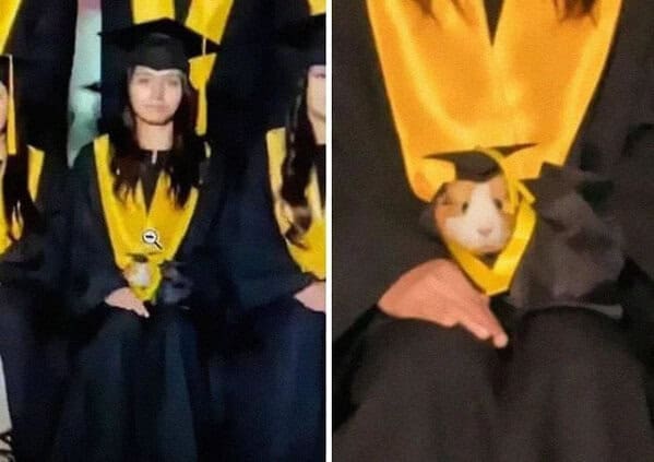 Guinea pig in cap and gown proudly graduating
