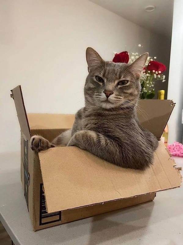 Cat chilling in a box with peak attitude