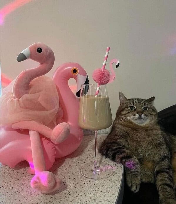 Cat relaxing next to flamingo floaties and a fancy drink
