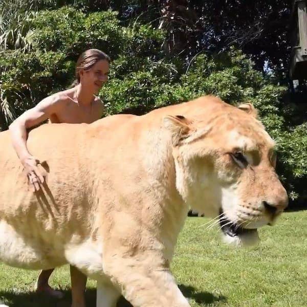 A woman walks beside an enormous feline resembling a liger or lion-tiger hybrid.