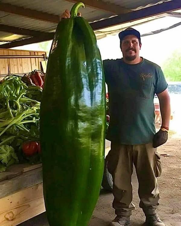 A man stands next to a green pepper nearly as tall as he is.