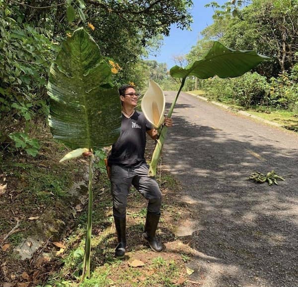 A man holds a gigantic flower and leaf, both towering over him on a forested roadside.