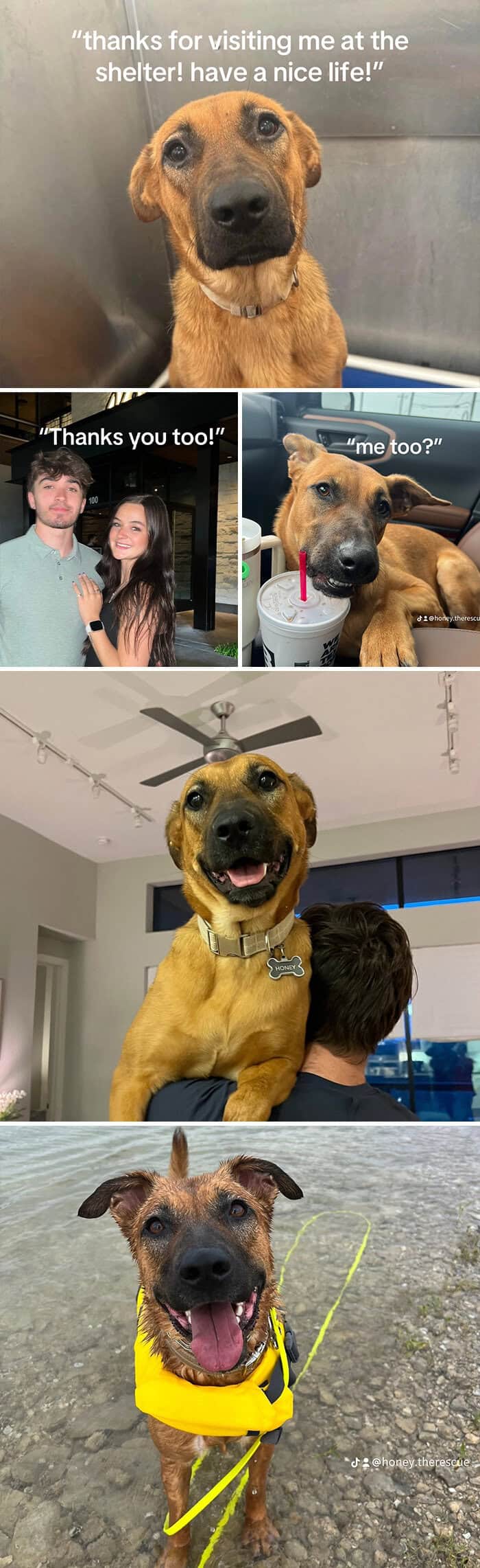 Honey the rescue dog transforms from timid kennel pup to smiling, confident companion