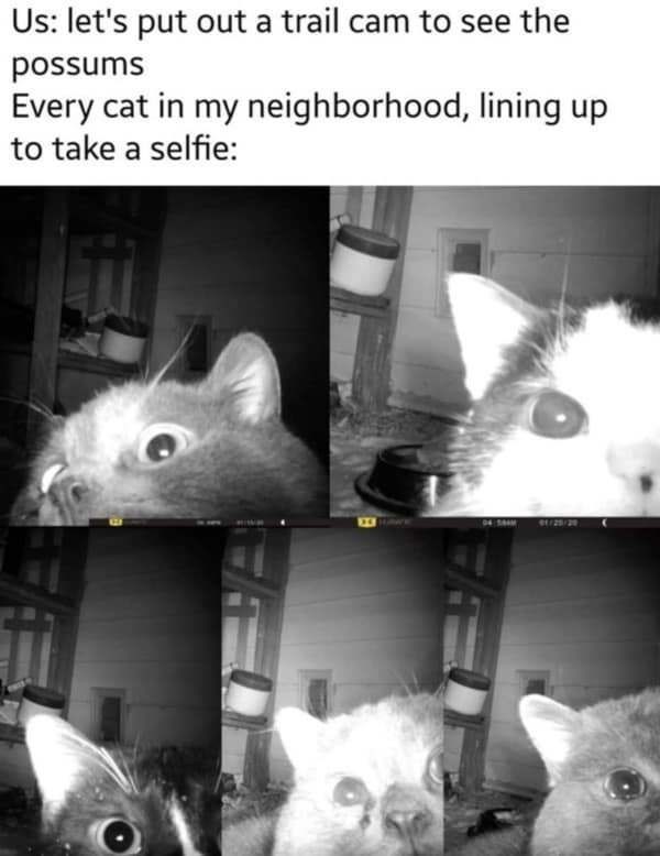 Trail cam photos showing cats taking hilarious, up-close "selfies" instead of capturing footage of possums.