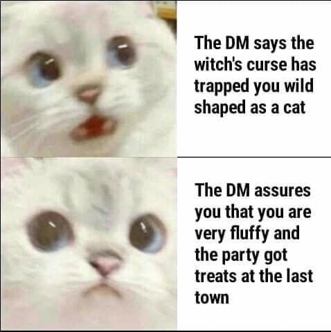 A cute D&D meme with a cat reaction image, showing a Druid who is tempted by treats despite being trapped in cat form.