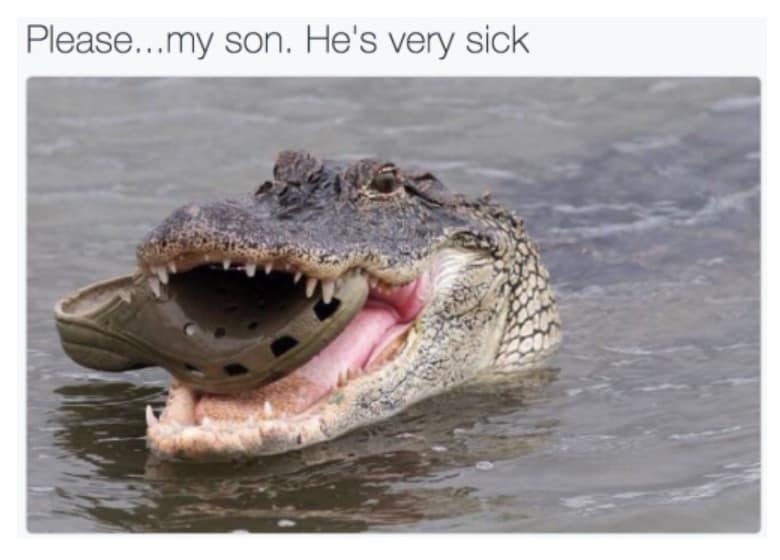 A classic meme showing an alligator holding a Croc shoe in its mouth like a baby.